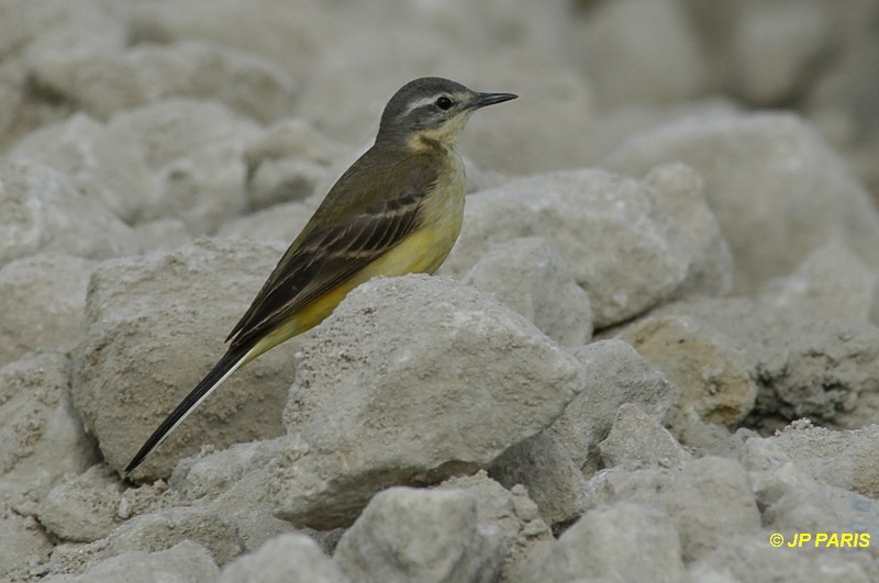 Motacilla flava
